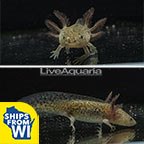 Wild Melanoid Axolotl, GFP